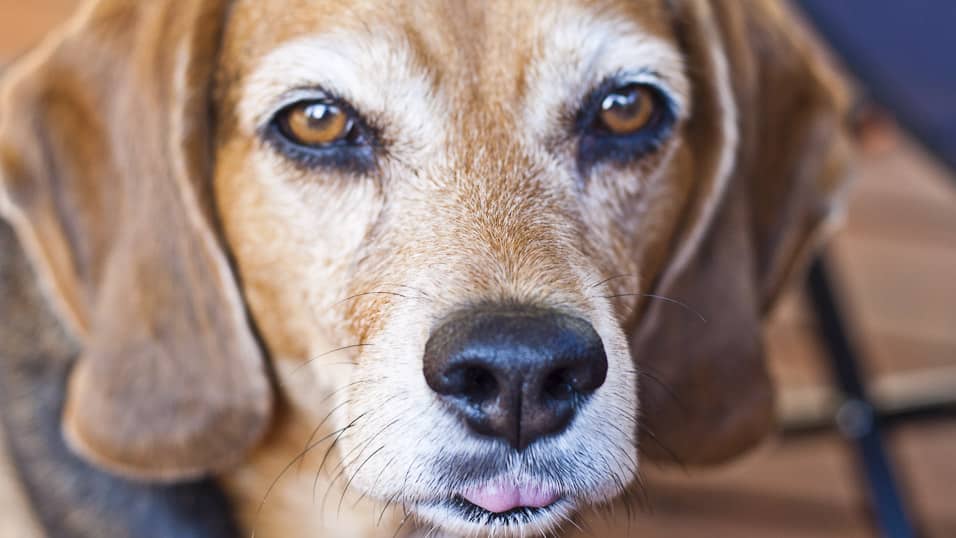 Close up shot of a dog