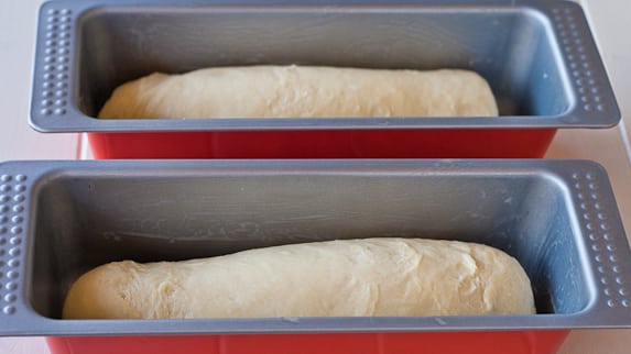 Brioche Bread dough in their loaf pans 