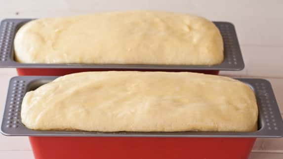 Risen Brioche Bread dough in loaf pans
