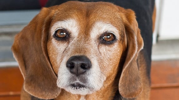 A beagle 