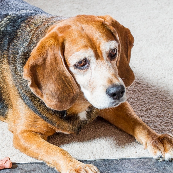 A beagle (dog)
